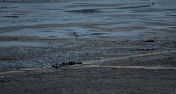 水岸浅滩