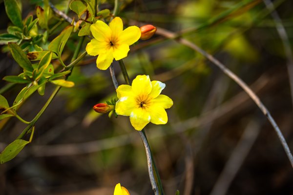 小小黄花
