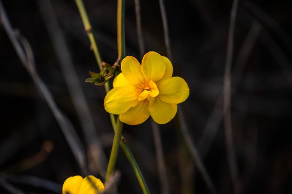 枝头黄花