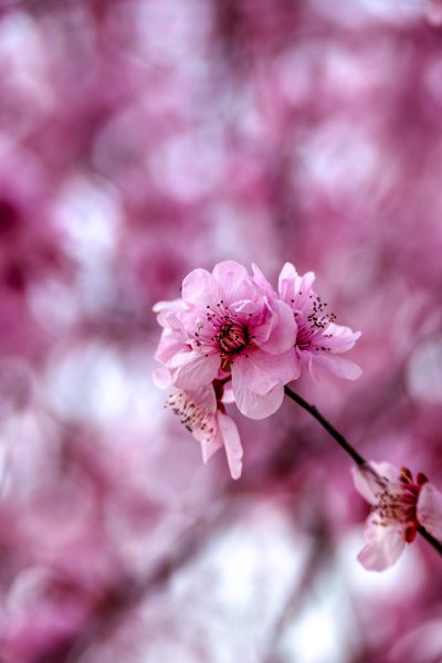 粉色花枝