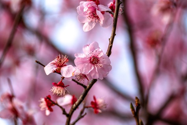 春日花开