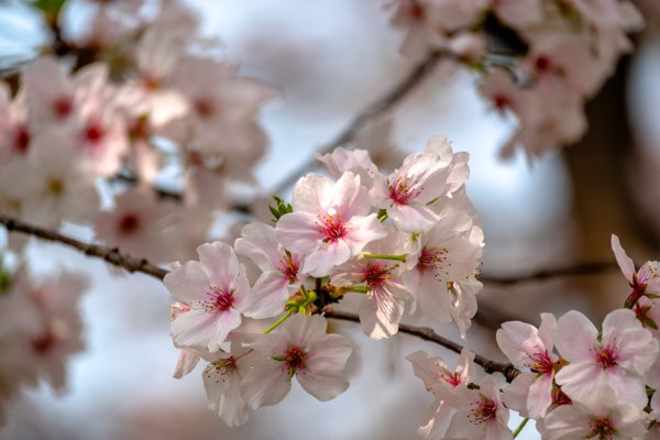 白色花枝