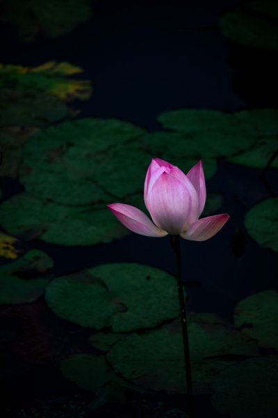 一朵睡莲
