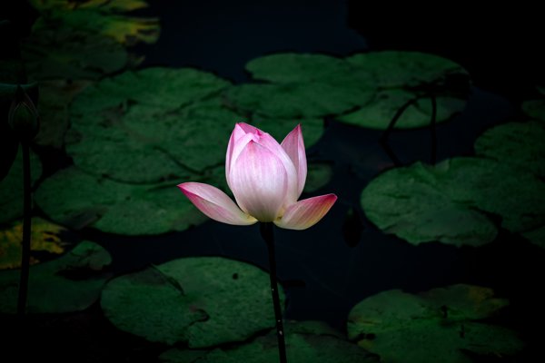 静水花开
